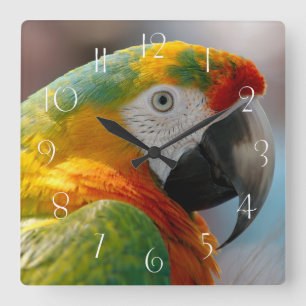 Horloge Carrée Parrot de Macaw