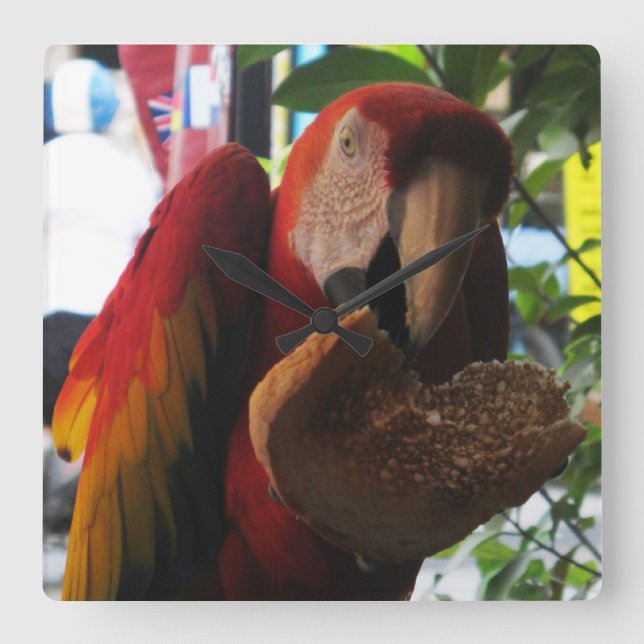 Horloge Carrée Parrot Macaw Scarlet Manger Toast (Recto)