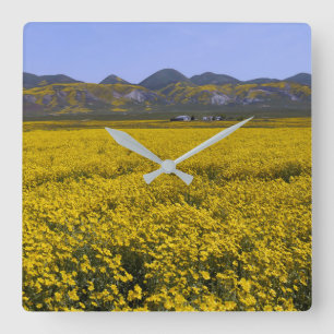 Horloge Carrée Paysage de terrain Fleur sauvage jaune