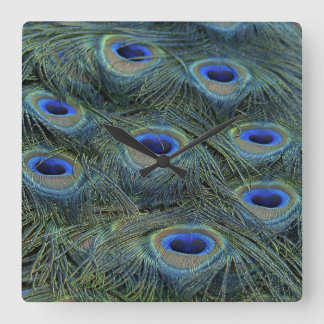 Horloge Carrée Peacock20160301