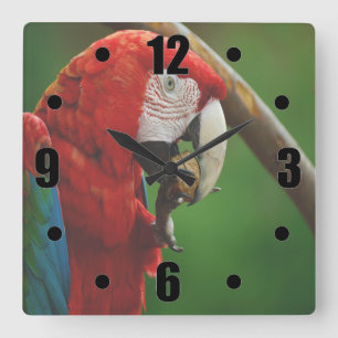 Horloge Carrée Perroquet rouge tropical