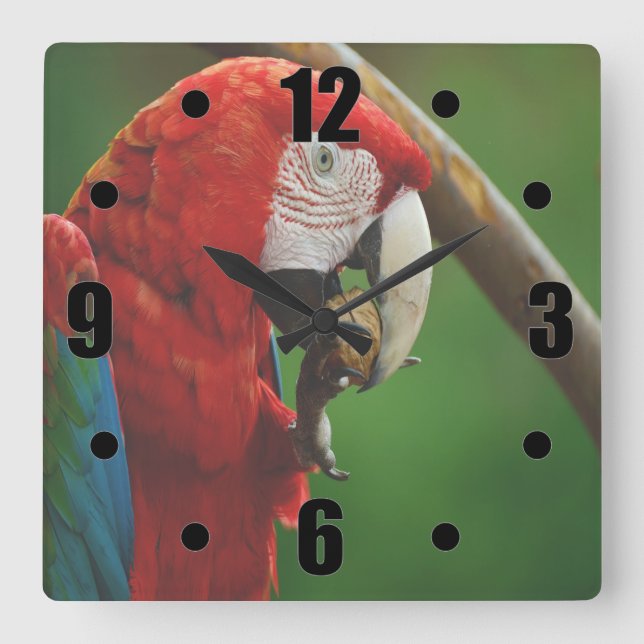 Horloge Carrée Perroquet rouge tropical (Recto)