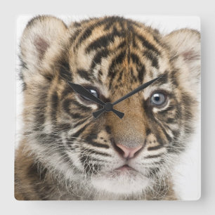 Horloge Carrée Petit animal de tigre de Sumatran