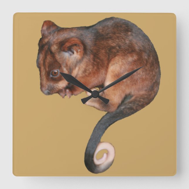 Horloge Carrée Petit Bébé Singtail Possum (Recto)
