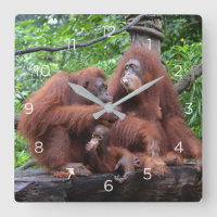 Petit déjeuner avec le zoo de Singapour Orangutans