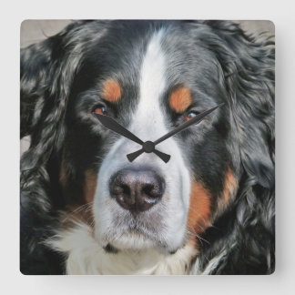 Horloge Carrée Photo Bernese Mountain Dog