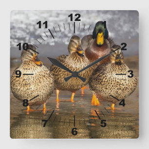 Horloge Carrée Photo de canards magnifiques