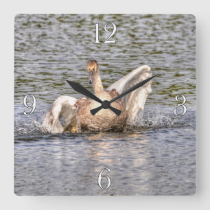 Horloge Carrée Photo de la sauvagine de la faune du cygne muet