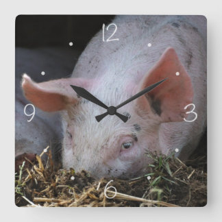 Horloge Carrée Photo de porc rose