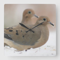 Photographie de deuil de colombe
