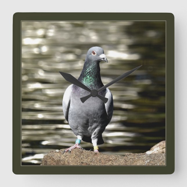 Horloge Carrée Pigeon (Recto)