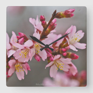 Horloge Carrée Pink Against A Gray Sky Japanese Cherry Blossoms