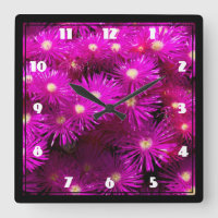 Pink Aster Flowers