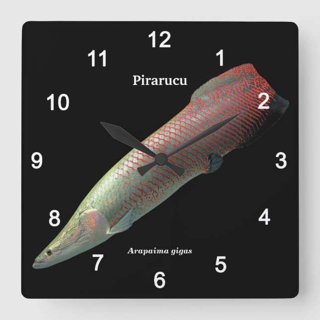 Horloge Carrée Pirarucu , Arapaima gigas (Recto)
