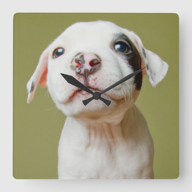 Horloge Carrée Pit Bull avec un œil tacheté noir (Recto)