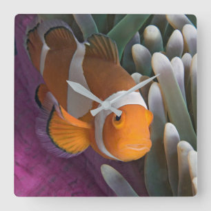 Horloge Carrée Poisson clown occidental