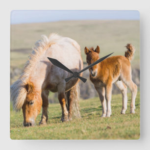 Horloge Carrée Poney Shetland dans un pâturage près de hautes fal