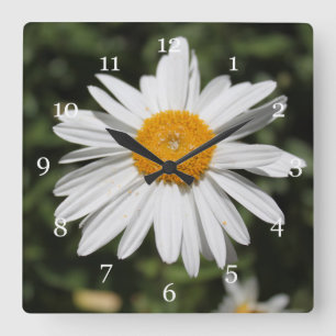 Horloge Carrée popular flower, pretty wild white daisy photograph