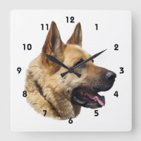 Portrait d'Alsatian German shepherd