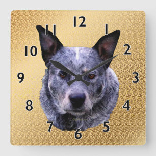 Horloge Carrée Portrait de chien de bétail australien