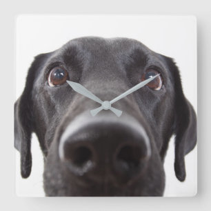 Horloge Carrée Portrait de la collection Black Labrador