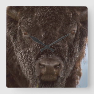 Horloge Carrée Portrait d'un bison mâle sous la pluie