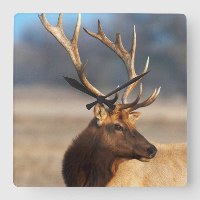 Horloge Carrée Portrait d'un bull (Recto)