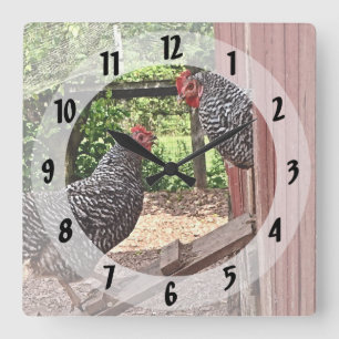 Horloge Carrée Poules rocheuses de Plymouth
