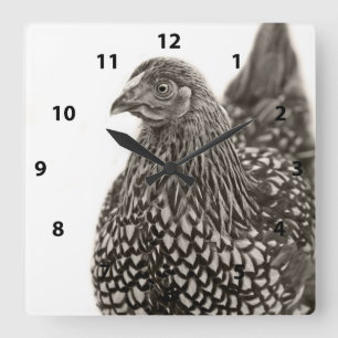 Horloge Carrée Poulets dorés Wyandotte