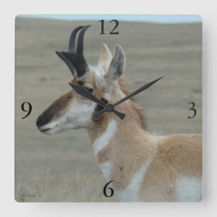 Horloge Carrée Profil de tête d'un jeune mâle d'antilope d'Amériq