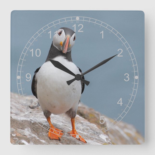 Horloge Carrée Puffin debout (Recto)