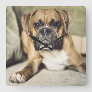 Horloge Carrée Pup de boxe anglaise