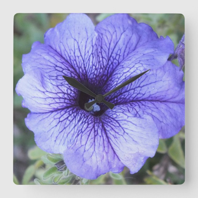 Horloge Carrée Purple Petunia (Recto)