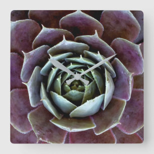Horloge Carrée Purple Succulent Close-Up