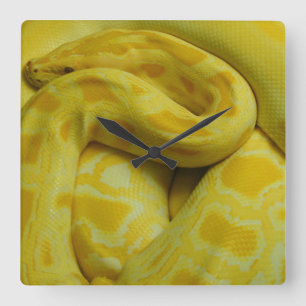 Horloge Carrée Python birman jaune
