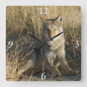 Horloge Carrée R15 Coyote Couché