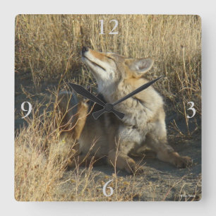 Horloge Carrée R17 Coyote se grattant