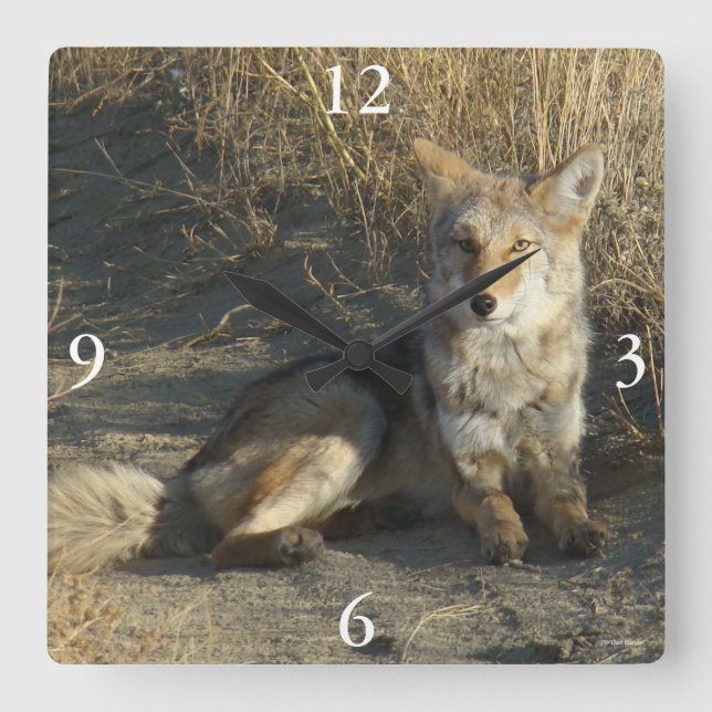 Horloge Carrée R19 Coyote Couché (Recto)