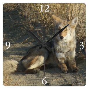 Horloge Carrée R19 Coyote Laying