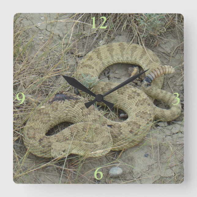 Horloge Carrée R20 serpent à sonnette des prairies blessé (Recto)