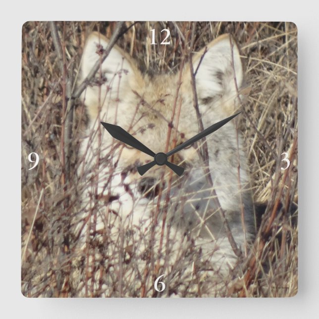 Horloge Carrée R21 Coyote "Vous regarde" (Recto)