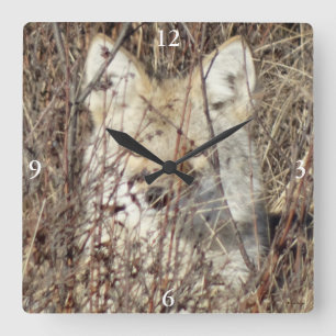 Horloge Carrée R21 Coyote "Vous regarde"