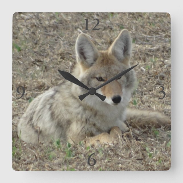 Horloge Carrée R22 Coyote Laying (Recto)