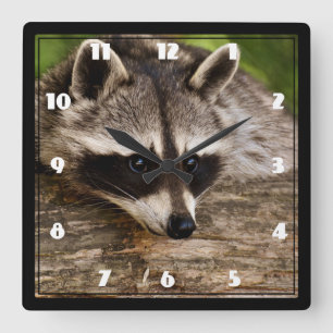 Horloge Carrée Raccoon mignon reposant sur un journal