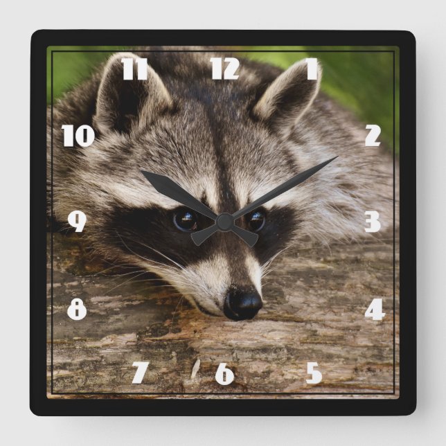 Horloge Carrée Raccoon mignon reposant sur un journal (Recto)