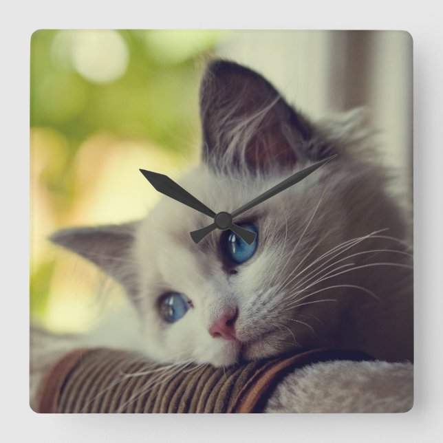 Horloge Carrée Ragdoll Kitten (Recto)