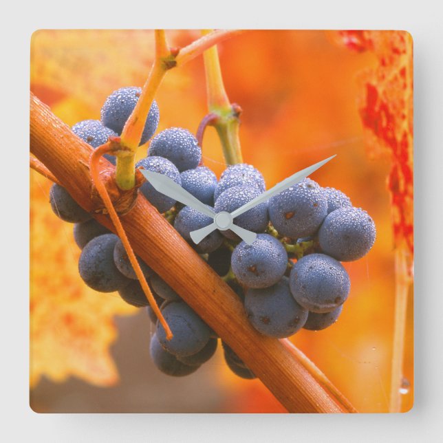 Horloge Carrée Raisin de vigne dans le vignoble (Recto)