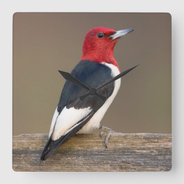 Horloge Carrée Red-headed Woodpecker on fence (Recto)