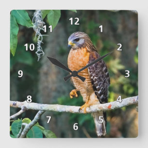 Horloge Carrée Red-Shouldered Hawk on a Limb Clock