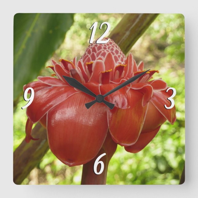 Horloge Carrée Red Torch Ginger Tropical Flower Photographie (Recto)